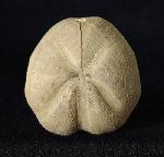 Pliotoxaster buitronae FORNER & VALLS 2019 - Bild © FossNet FossilienStore